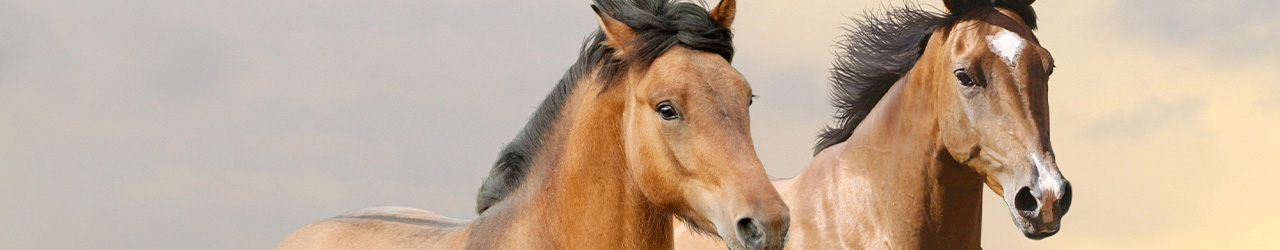 Banner Pferde
